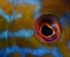 Marine Abstract 1st Place - I have my eye on you by Mark Lavington